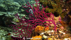 Amazing Colours of Sea Fans by James Laker 
